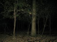 Chicago Ghost Hunters Group investigates Robinson Woods (111).JPG